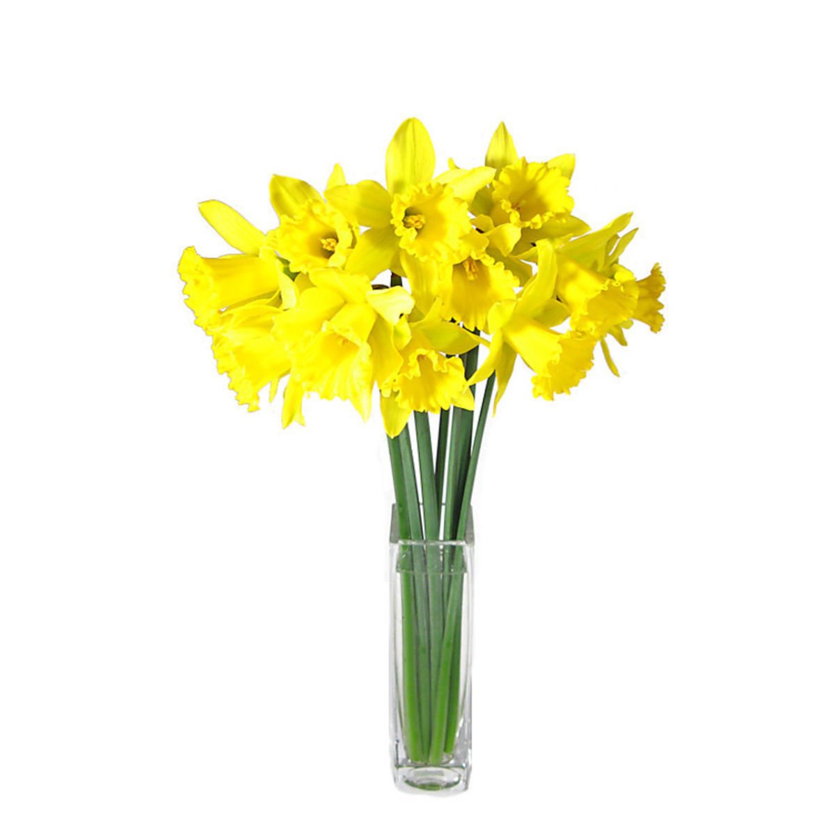 Daffodils in a Vase