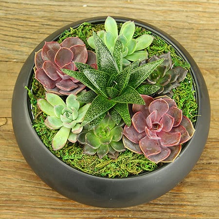 A Bowl of Succulents